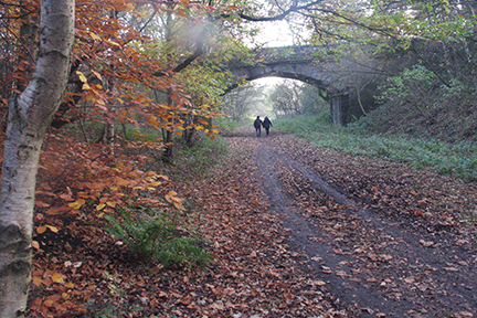 three people walking in autumn wood