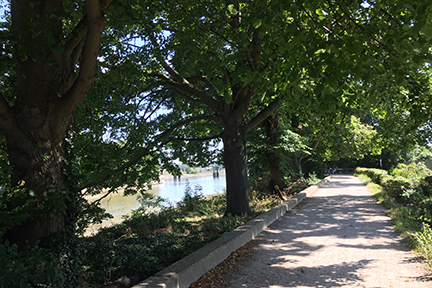 tree-lined path