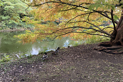 trees reflected in water