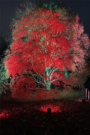 trees lit up in red