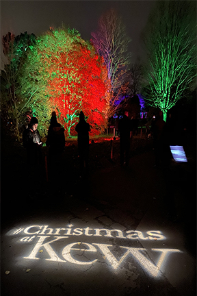 trees lit up in red and green