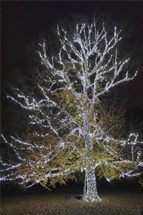 tree lit up in white