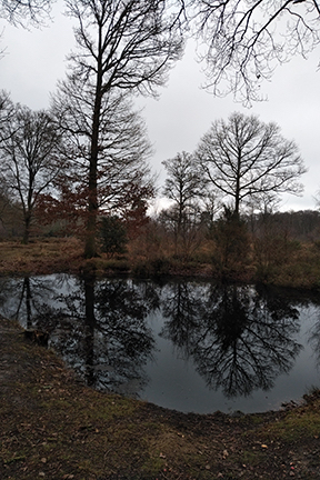 trees reflected in water