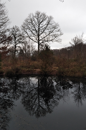 trees reflected in water