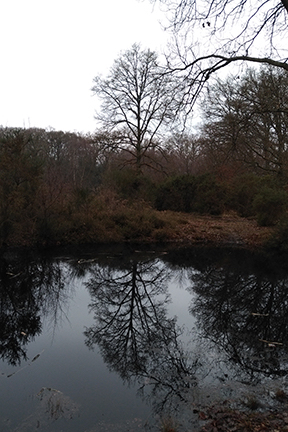 trees reflected in water