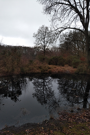 trees reflected in water