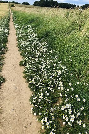 photo of daisies beside a path