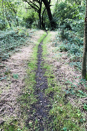 path through the woods